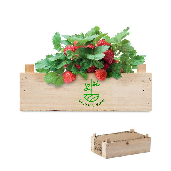 GiftRetail MO6506 - STRAWBERRY Complete Strawberry Growing Kit in Wooden Crate