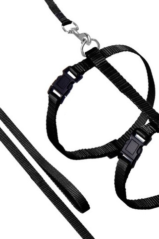Flamingo f-1031211 - Harnais Réglable pour Chats avec Laisse Robuste