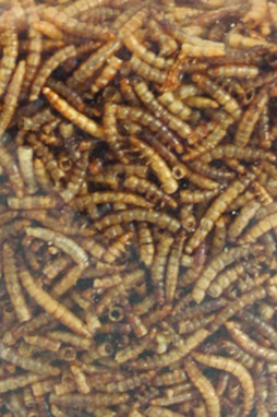 Flamingo f-2010013 - Délices de Vers Séchés pour Oiseaux Extérieurs