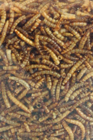 Flamingo f-2010013 - Délices de Vers Séchés pour Oiseaux Extérieurs