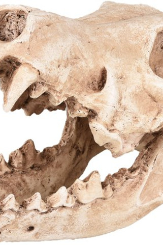 Flamingo f-410220 - Décoration Écru Crâne