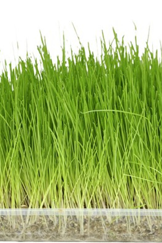 Flamingo f-8204 - Friandises Santé Herbes et Cataire pour Chats