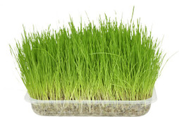 Flamingo f-8204 - Friandises Santé Herbes et Cataire pour Chats