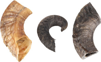 Flamingo f-521230 - Friandises Corne de mouton