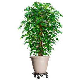 vidaXL 3017468 - Chariots à plantes avec roues 5 pcs Diamètre 40 cm 275 kg