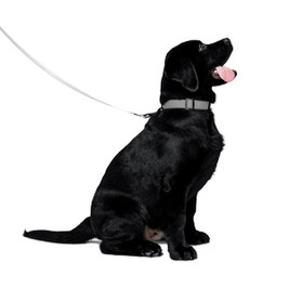 Pet Leash - Egotier 745