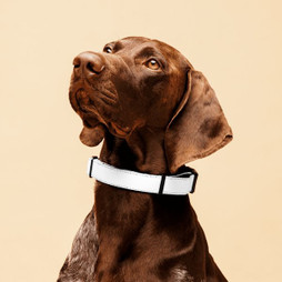 Collier pour animal de compagnie - Egotier 749