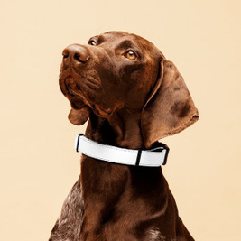 Pet Collar - Egotier 749