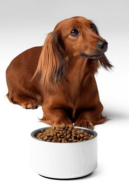 Pet Bowl 18 oz - Egotier 678-16785