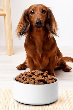 Pet Bowl 32 oz - Egotier 678-16786