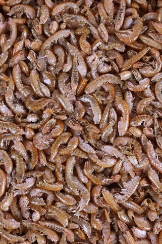 Flamingo f-404033 - Nourriture