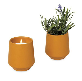 Modern Sprout 101462 - Rooted Candle