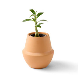 Modern Sprout 103087 - Kit de cultivo moderno de terracota para bonsái