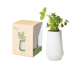 Modern Sprout 100929 - Tapered Tumbler Grow Kit