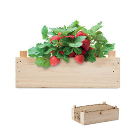 GiftRetail MO6506 - STRAWBERRY Complete Strawberry Growing Kit in Wooden Crate