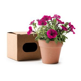 VOLEN Flowerpot with petunia seeds and biodegradable pot - EgotierPro MC1000