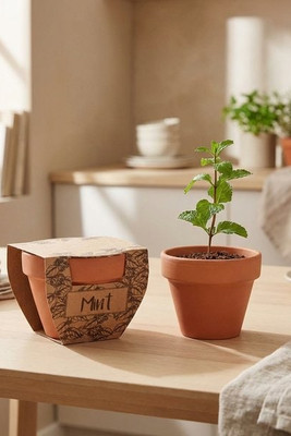MINT POT Terracotta Mint Grow Kit with Seeds and Soil Tablet - GiftRetail MO2218