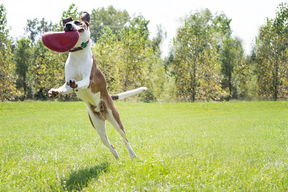 Kong® f-1030815 - Kong® Jouet Frisbee
