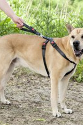 Flamingo f-1032112 - Harnais de sécurité pour voiture