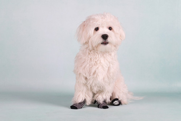 Flamingo f-15227 - PawGrip Non-Slip Dog Socks for Slippery Floors