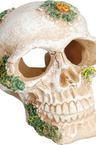 Flamingo f-401130 - Crâne Artistique pour Décoration Intérieure