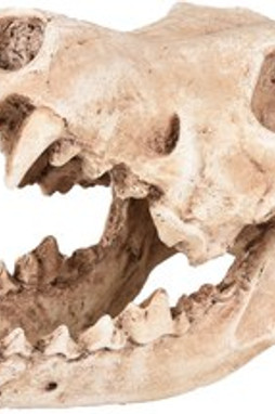 Flamingo f-410220 - Décoration Écru Crâne