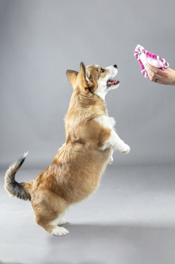 Flamingo f-47951 - Jouet Chiot Frisbee Puppy avec corde