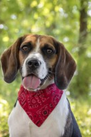 Flamingo f-505761 - Collier avec bandana