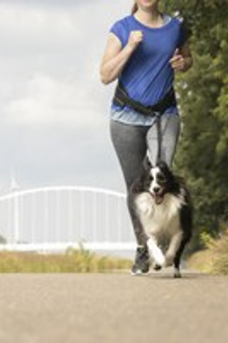 Flamingo f-504916 - Laisse pour le jogging avec ceinture ventrale