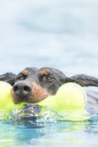 Kong® f-507478 - Kong® Jouet Haltère