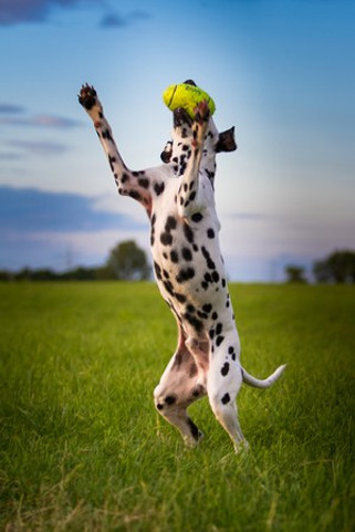 Kong® f-507477 - Kong® Jouet Football américain