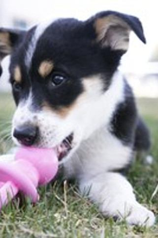 Kong® f-507461 - Kong® Jouet Tétine