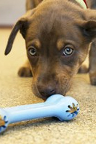 Kong® f-507451 - KONG Puppy Chew & Teething Goodie Bone Toy