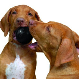 Kong® f-513367 - Kong® Balle de Jeu pour Chiens Actifs