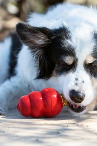 Kong® f-513587 - Kong® Friandises Biscuit Foie