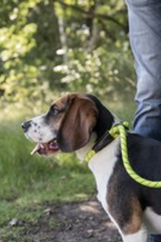 Flamingo f-517039 - Reflective Comfort Grip Dog Leash with Black Metal Hook