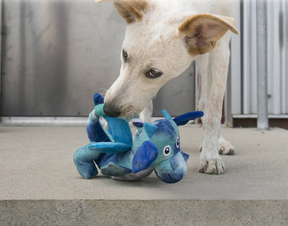 Kong® f-518549 - KONG Dragon Knots Interactive Dog Toy