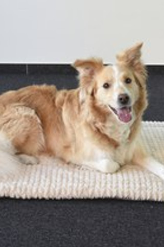 Flamingo f-518972 - Coussin Douillet pour Chien Intérieur