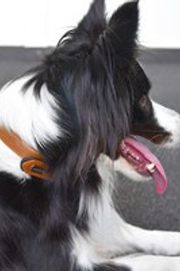 Flamingo f-519357 - Collier Avec neoprène Cognac