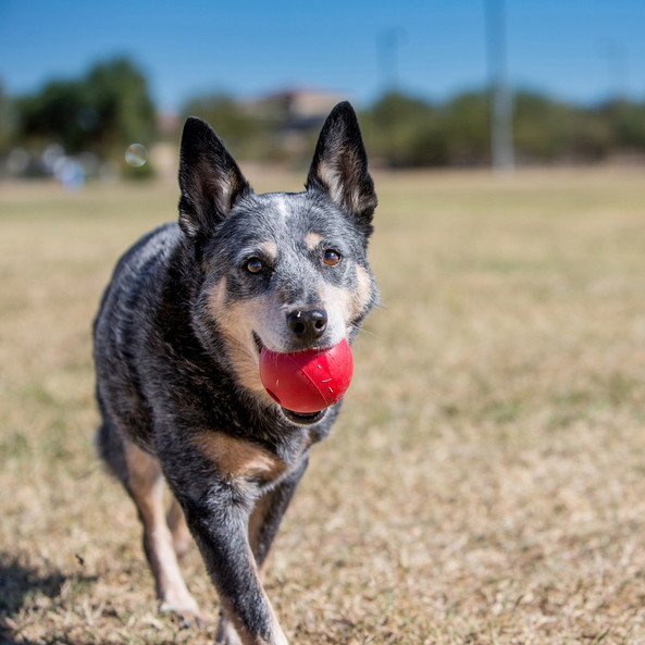 Kong® f-5215620 - KONG Classic Durable Dog Play Ball