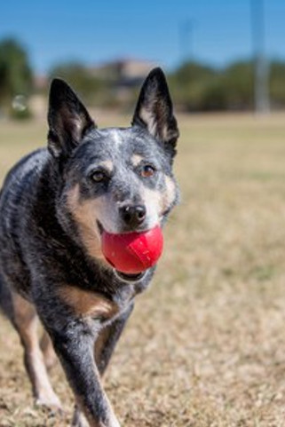 Kong® f-5215620 - KONG Classic Durable Dog Play Ball