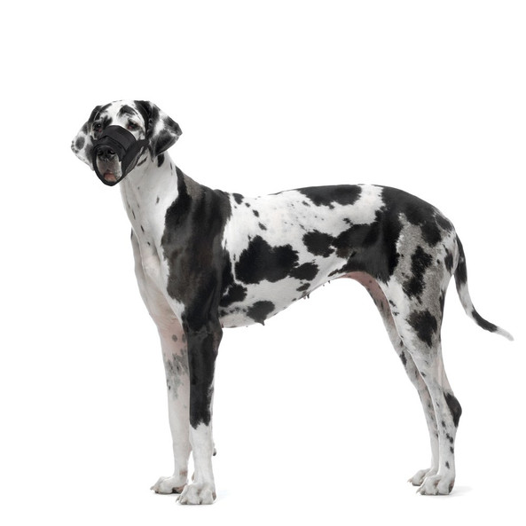 Flamingo f-53038 - Muselière Confortable et Ajustable pour Chiens
