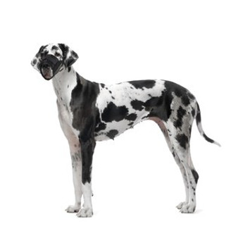 Flamingo f-53038 - Comfort Fit Adjustable Dog Muzzle with Mesh