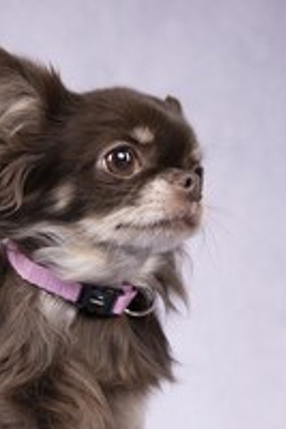 Flamingo f-5363920 - Ziggi Safety Lock Nylon Pet Collar