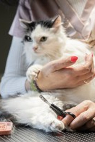 Flamingo f-560615 - GrooMe Cat-Friendly Nail Clipper for Sharp Claws