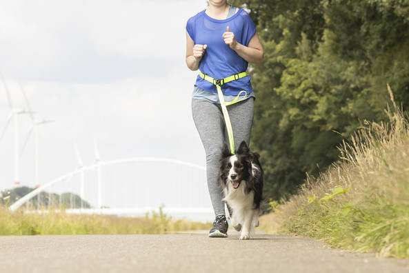 Flamingo f-518707 - Laisse pour le jogging avec ceinture ventrale fluo