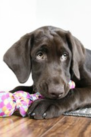 Kong® f-519806 - Kong® Jouet Poisson