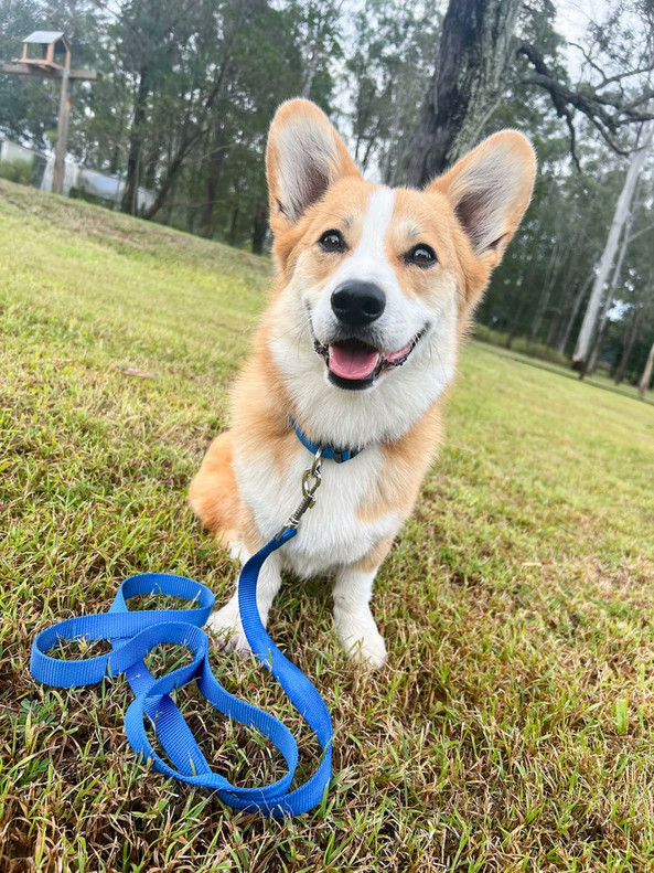 Flamingo f-519894 - Adjustable Blue Nylon Dog Collar with D-Ring