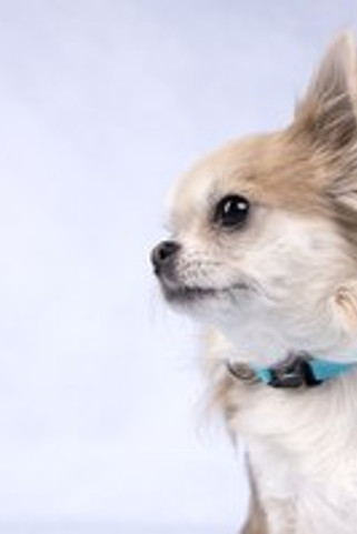 Flamingo f-519869 - Collier Réglable Turquoise pour Chiens