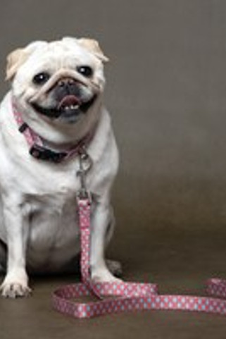 Flamingo f-520073 - Collier Ludique pour Chiens en Nylon Rose et Vert